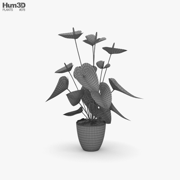buy lavender plant online Hidcote Blue Lavender