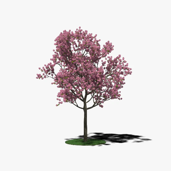 Pink poui 3D model