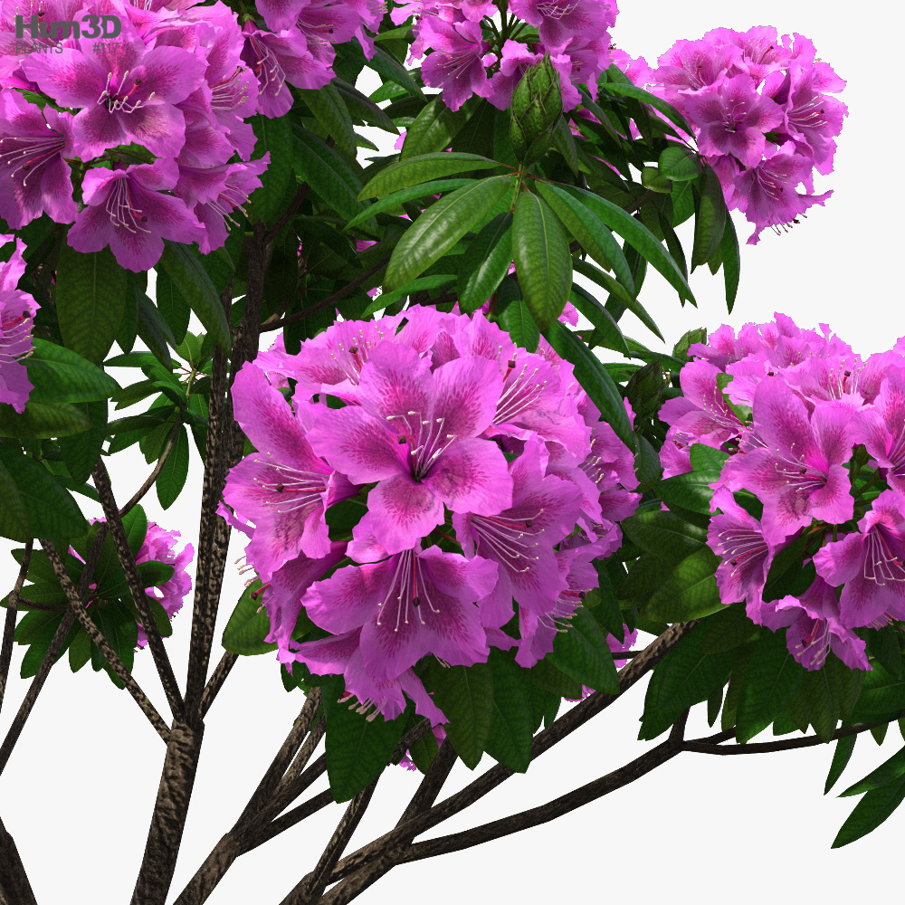 Rhododendron 3D model - Download Flowers on 3DModels.org