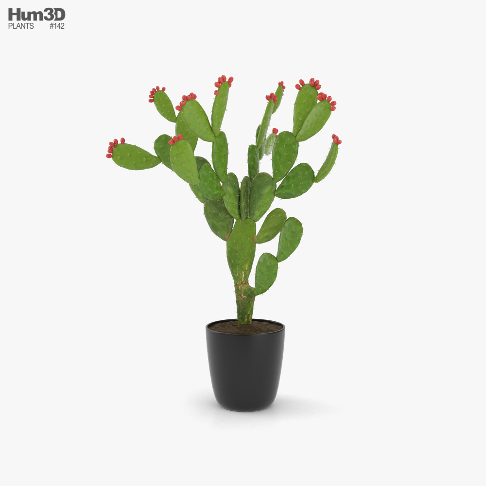 Nopal Cactus 3D model - Download Farm Crops on 3DModels.org