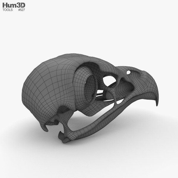 鳥の頭蓋骨 3Dモデル - ダウンロード 鳥類 オン 3DModels.org