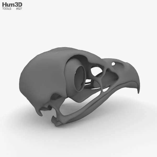 鳥の頭蓋骨 3Dモデル - ダウンロード 鳥類 オン 3DModels.org