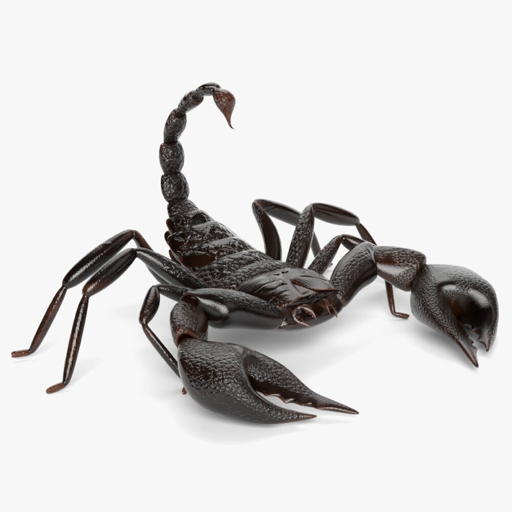 サソリ 3Dモデル - ダウンロード 節足動物 オン 3DModels.org