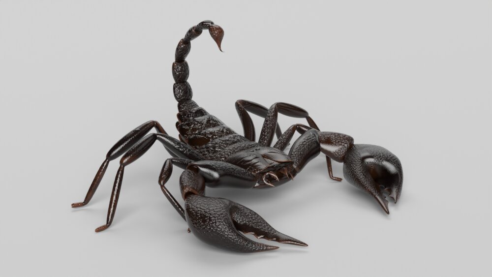 サソリ 3Dモデル - ダウンロード 節足動物 オン 3DModels.org