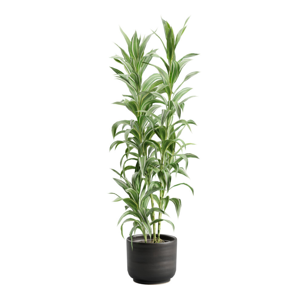 elefantenfuß zimmerpflanze pflege Baby Elefantenfuß Beaucarnea recurvata Flaschenbaum Wasserpalme Zimmer –  Blumen-Senf® main image 0