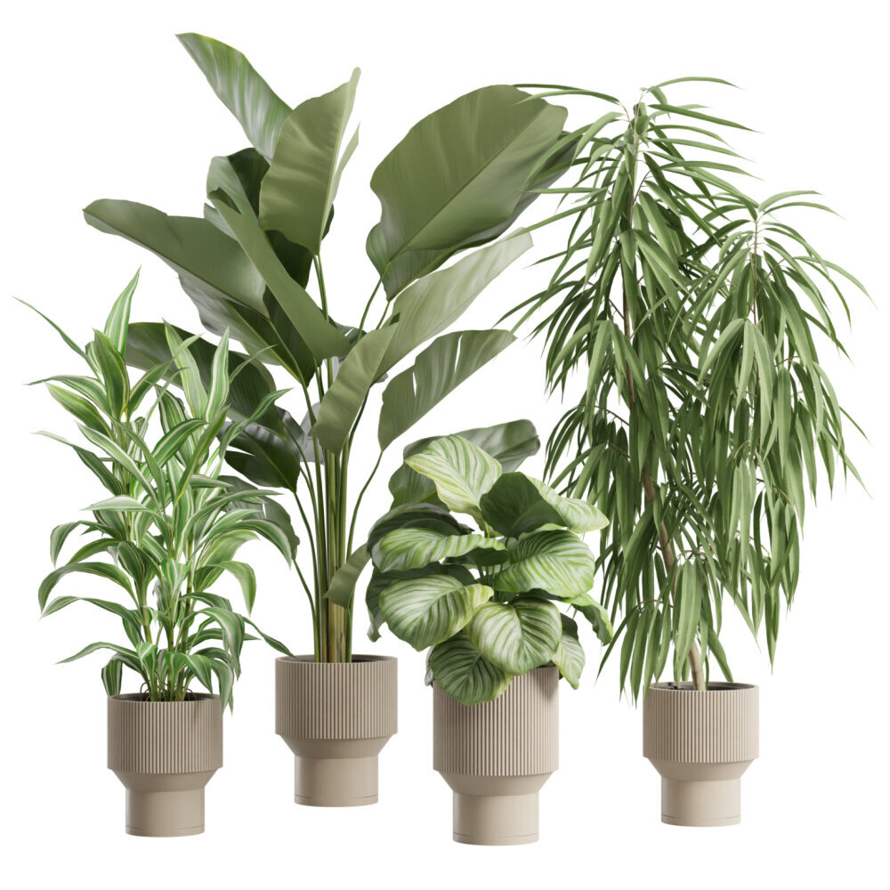 rovawee dracaena Dracaena Ray Of Sunshine