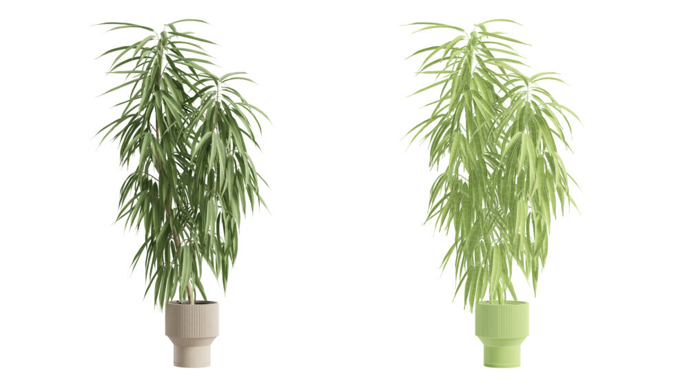 Indoor Plants Pack. Calathea Ficus Dracaena 3D model - Download Houseplants  on 3DModels.org