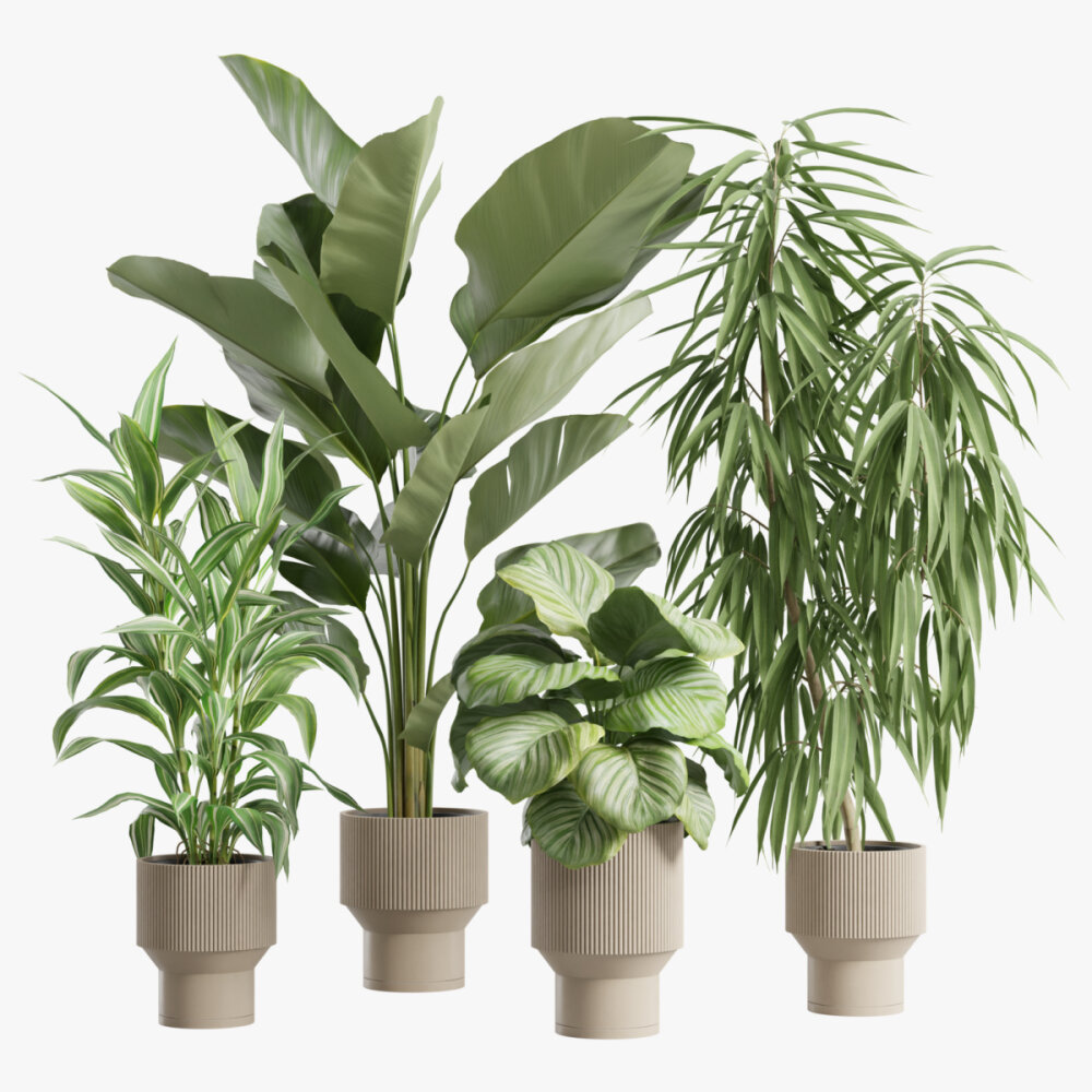 Indoor Plants Pack. Calathea Ficus Dracaena 3D model - Download Houseplants  on 3DModels.org