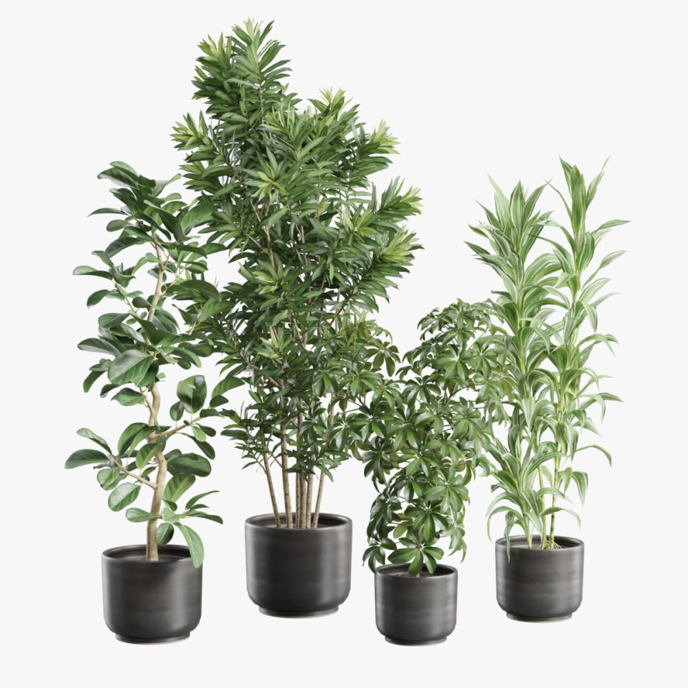 Indoor Plants Pack. Dracaena Ficus Schefflera 3D model - Download  Houseplants on 3DModels.org