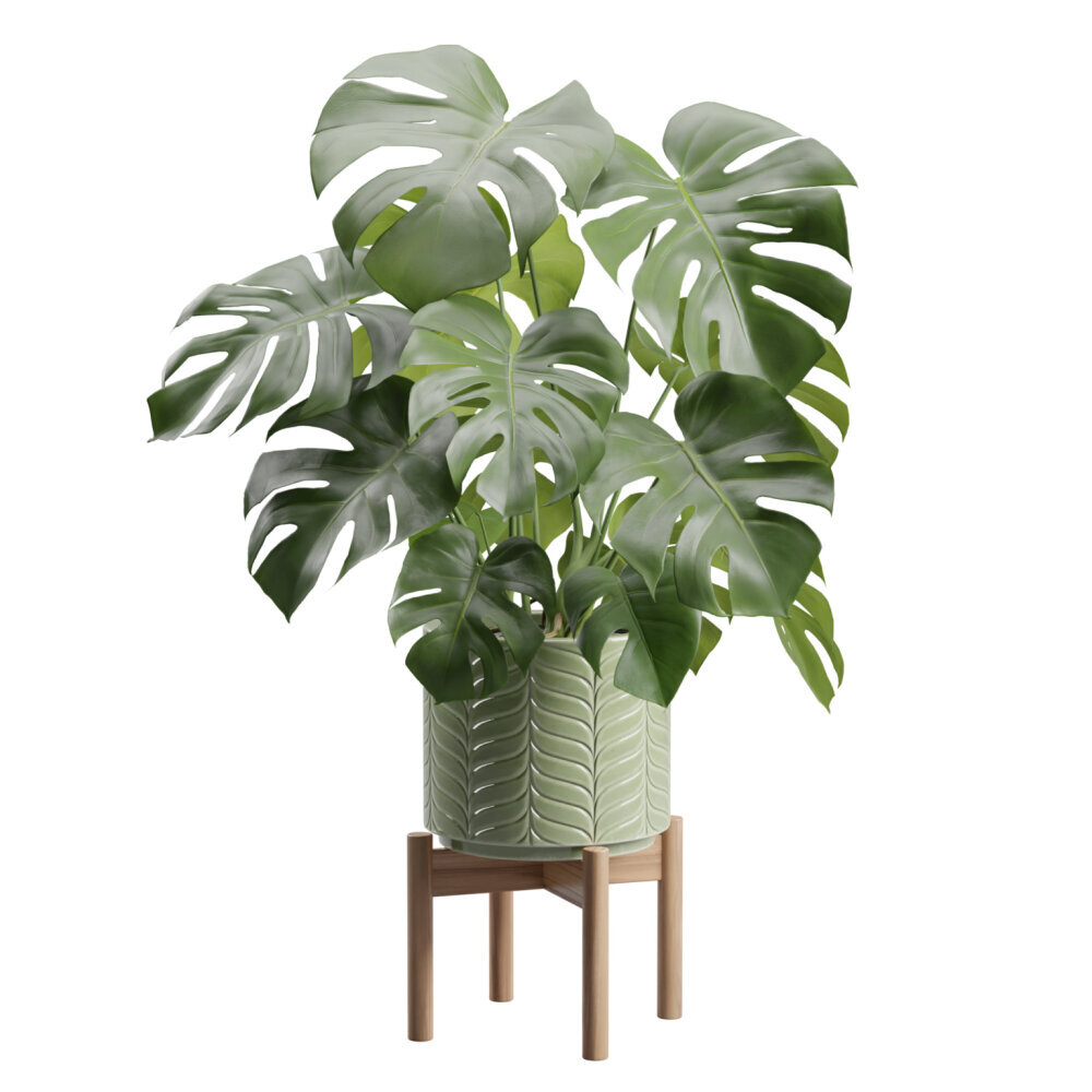 Monstera Deliciosa in Grnem Keramik bertopf 3D-Modell - Herunterladen  Zimmerpflanze an 3DModels.org