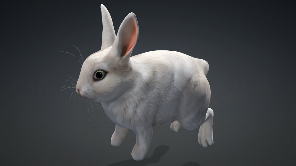 Rabbit A2 3D model - Download Mammals on 3DModels.org