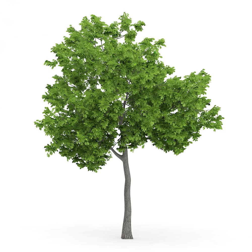 Wild Service Tree (Sorbus torminalis) 4.7m 3D model - Download Trees on ...