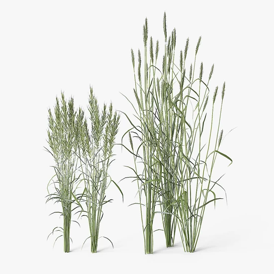 Grass 3D models for Download - 3DModels.org