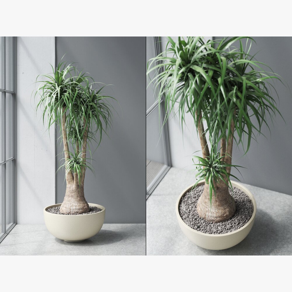 Beaucarnea Elefantenfu in Ovalen Pflanzgef 3D-Modell - Herunterladen  Zimmerpflanze an 3DModels.org