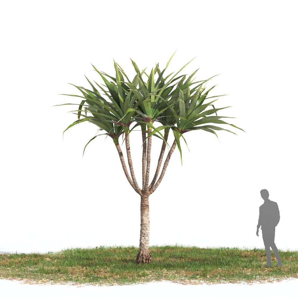 Realistic Yucca Dracaena Tree with Person 3D model - Download Trees on  3DModels.org