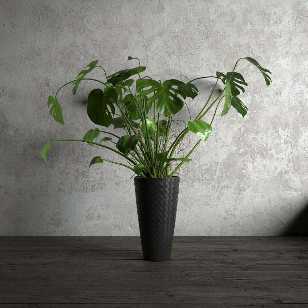 Monstera Deliciosa Indoor Plant 3D model - Download Houseplants on  3DModels.org