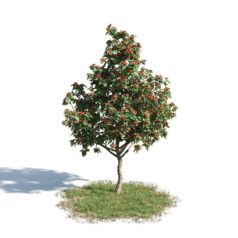 cordia-sebestena-3d-model-download-trees-on-3dmodels