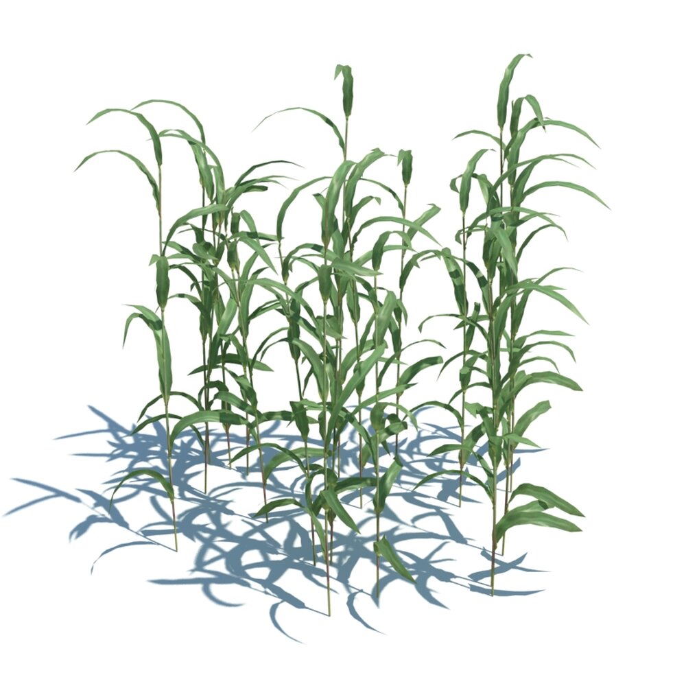 Tall Reed Grass with Slender Stems 3D model - Download Grass on ...