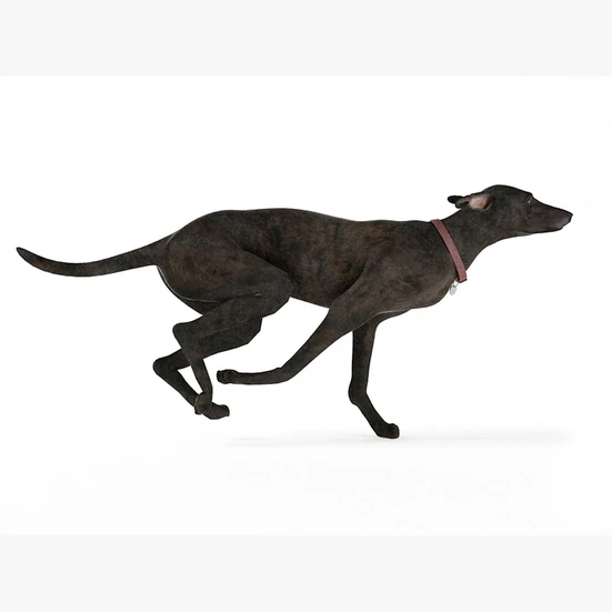 Running Greyhound 3D model