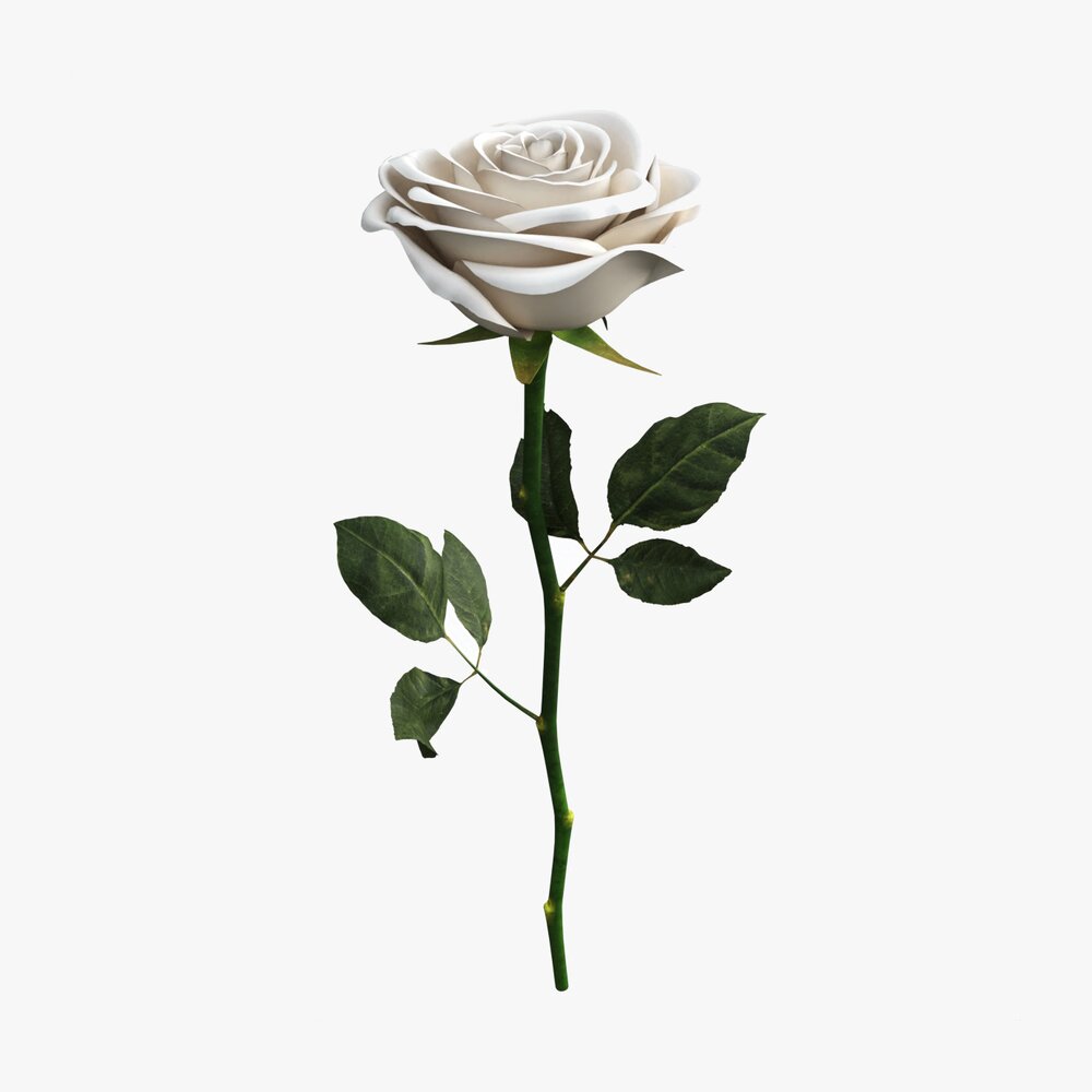 Single Beautiful White Rose 3D model - Download Flowers on