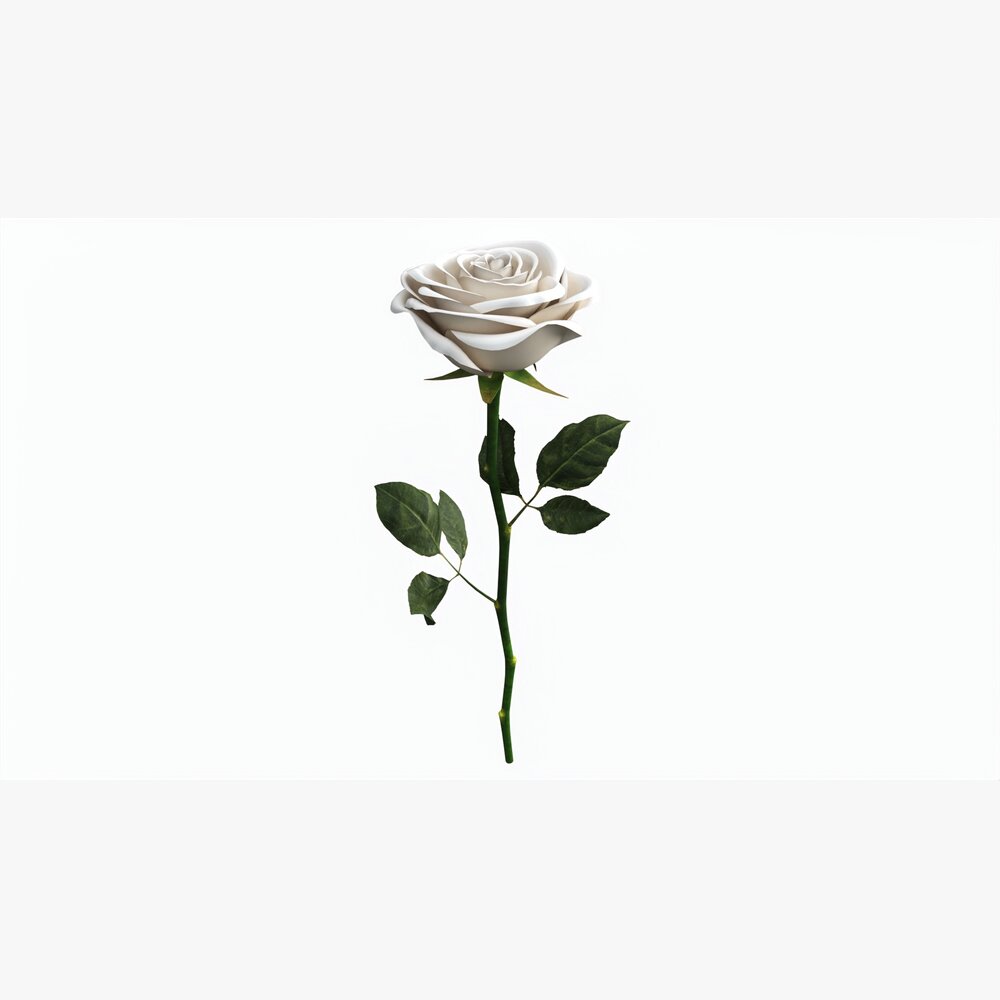Single Beautiful White Rose 3D model - Download Flowers on