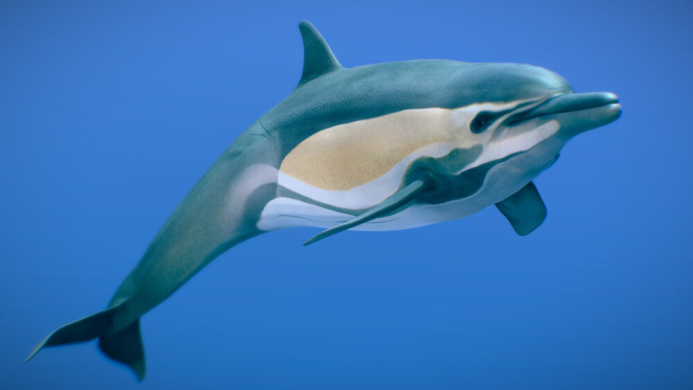 短吻真海豚3D模型- 下载海洋哺乳動物开启3DModels.org