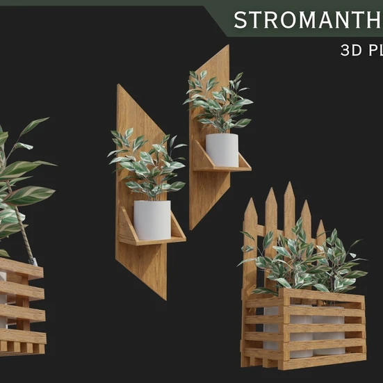 olivenbaum aus olive ziehen Mediteraner Olivenbaum Balkon – Green Me Up main image 0