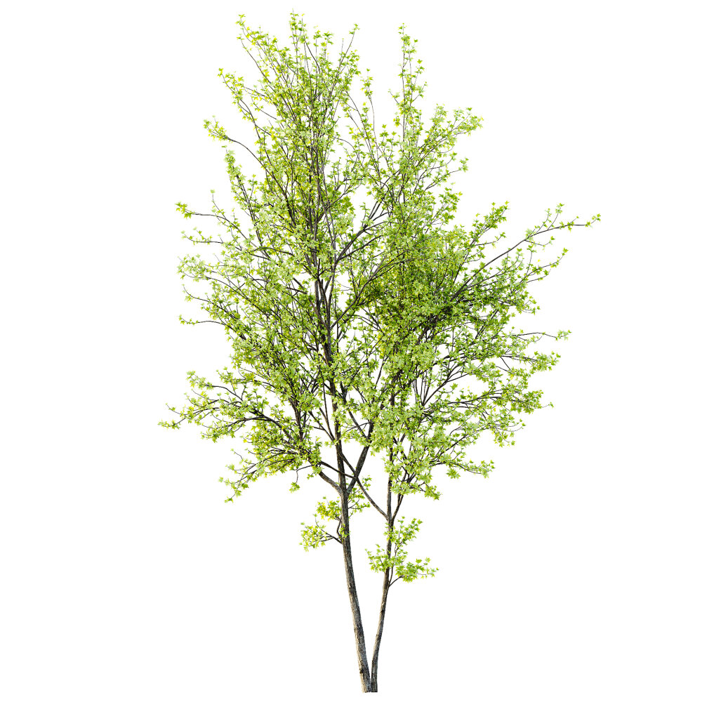 银枫和欧洲鬼灯檑春季树木 3D模型 - 下载 树木 on 3DModels.org