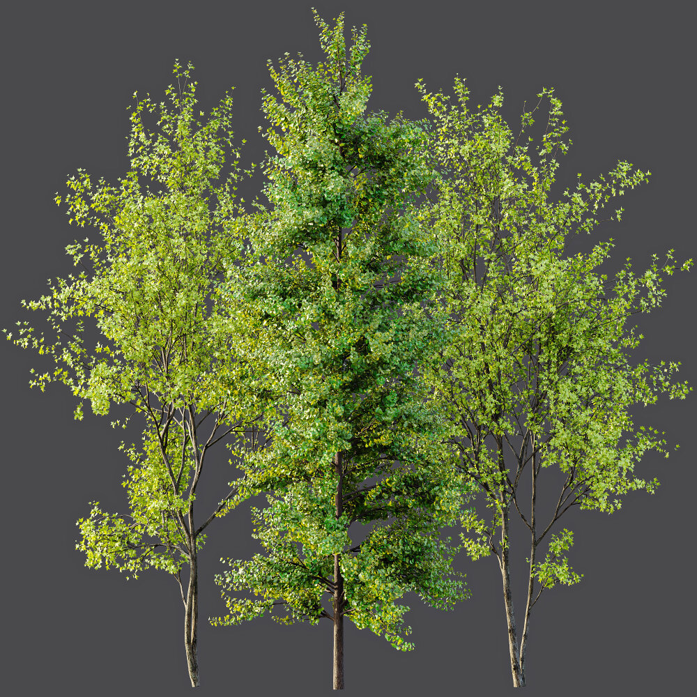 银枫和欧洲鬼灯檑春季树木 3D模型 - 下载 树木 on 3DModels.org