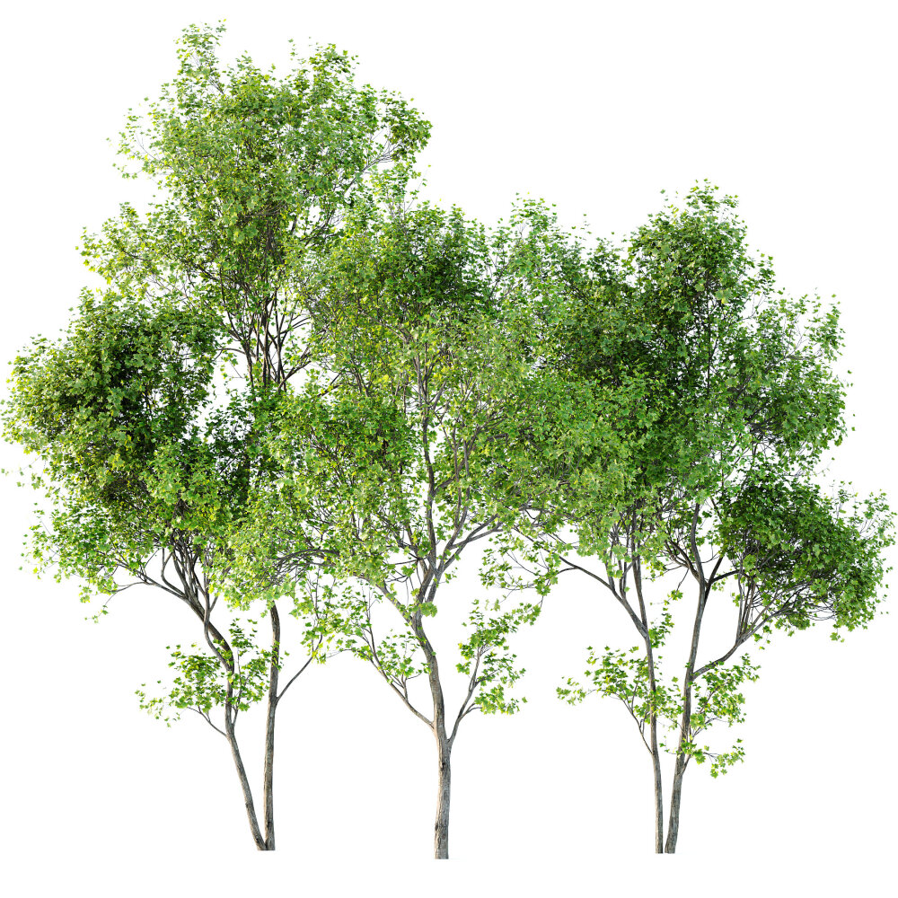 欧洲朴树与银枫 3D模型 - 下载 树木 on 3DModels.org