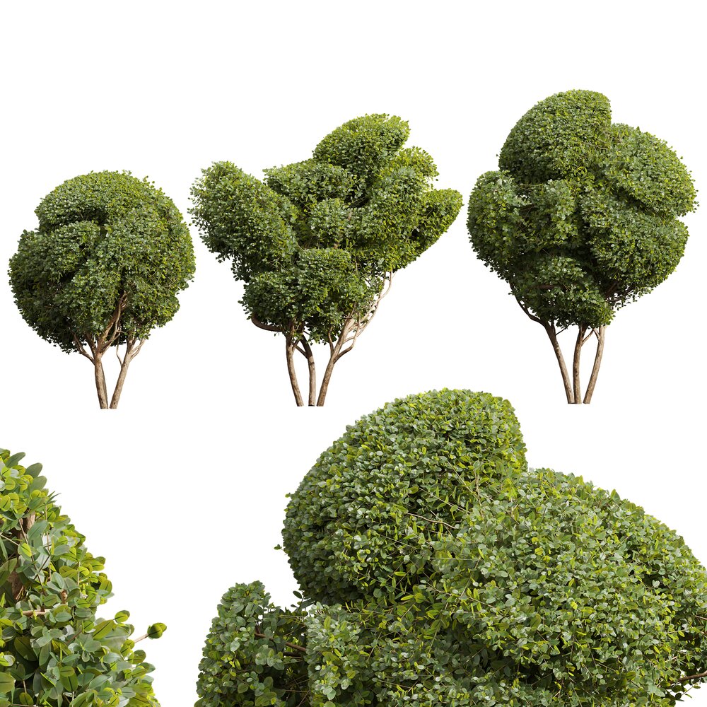 fuchs bonsai Bonsai Forest Combo deal! - 5-year-old indoor Bonsai