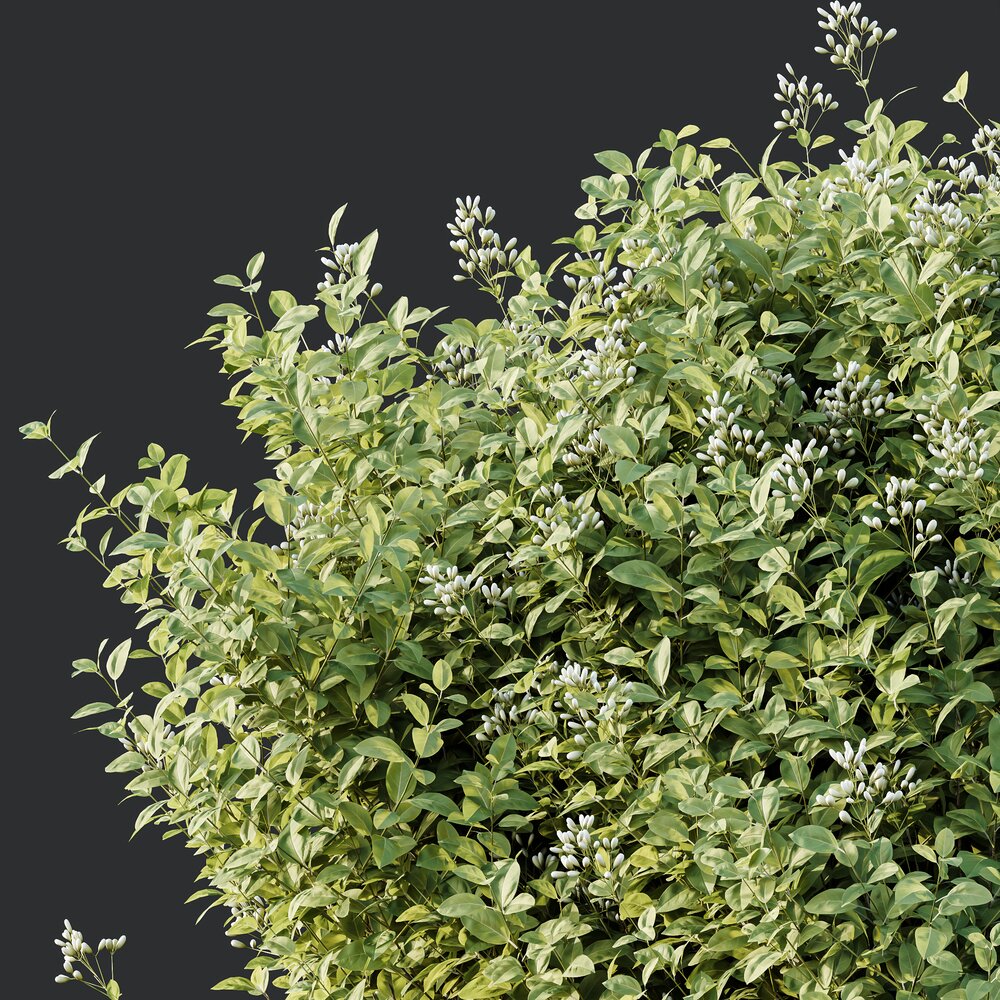 Ligustrum Ovalifolium Argenteum Aureum Goldene Liguster Strauch 3D-Modell -  Herunterladen Bsche an 3DModels.org