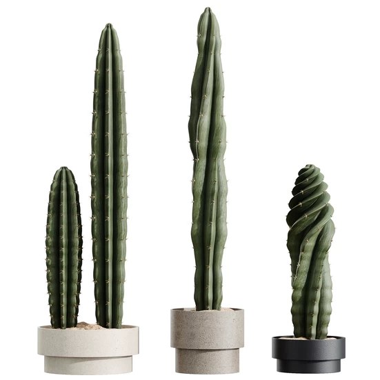 Cactus 3D Models Download - 3DModels.org