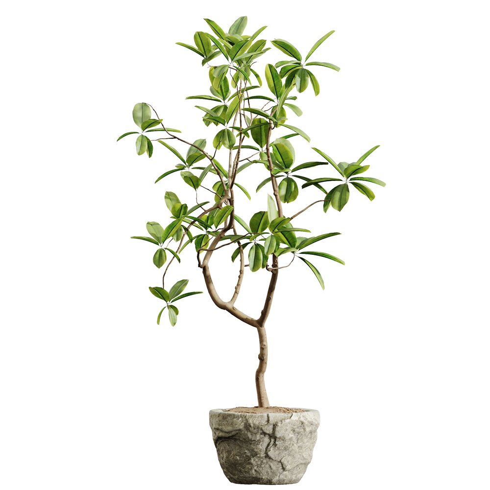 Ficus Dracaena Marginata with Slender Branches 3D model - Download  Houseplants on 3DModels.org
