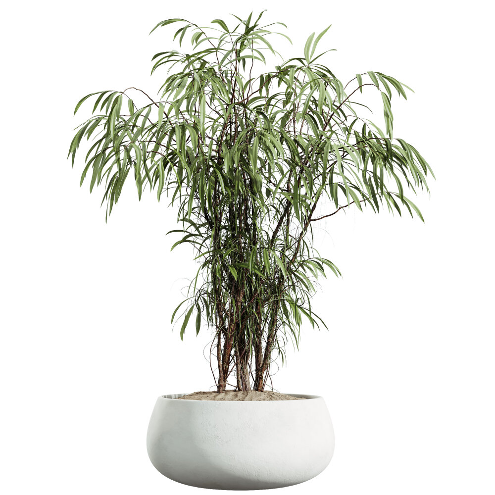 monstera zucker Monstera im Kugelglas - Hydroponik - Monstera