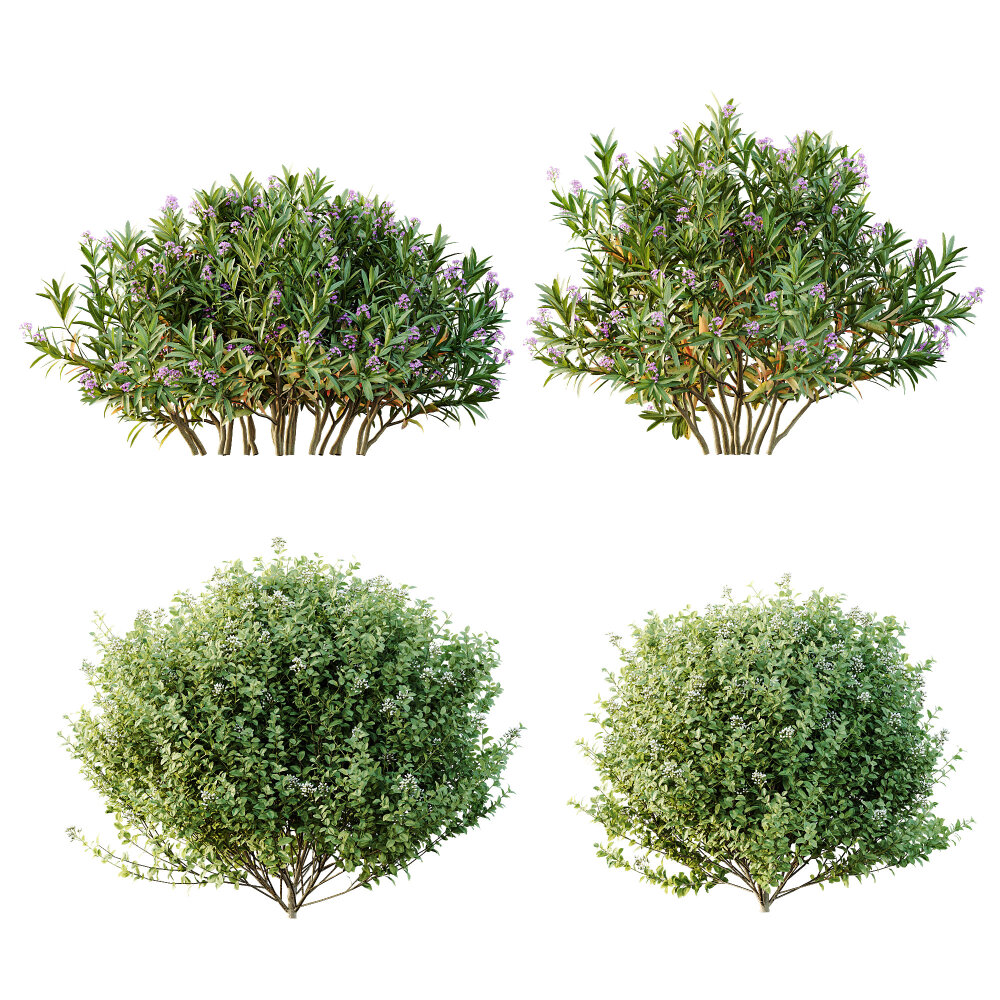Bunte Frhlingsbsche Liguster und Rosa Oleander 3D-Modell - Herunterladen  Bsche an 3DModels.org