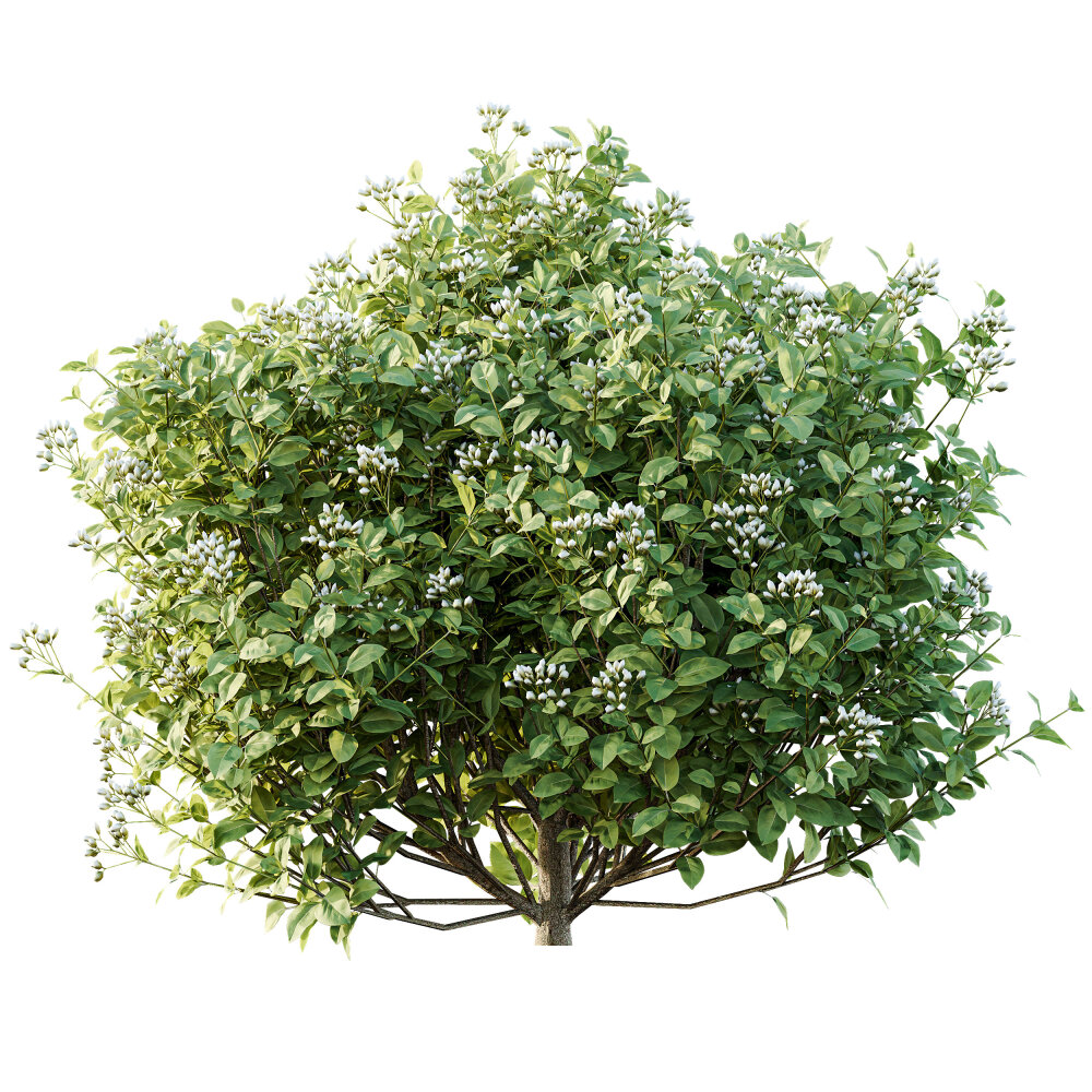 sodiroi philodendron Sodiroi Philodendron – Plant Detectives main image 0
