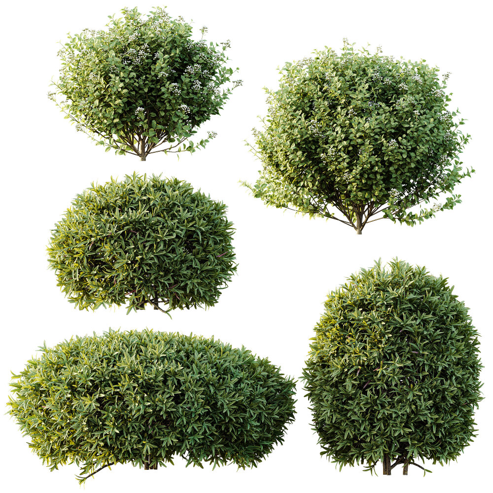 Diverse Shaped Evergreen Bushes Collection 3D model - Download Bushes ...