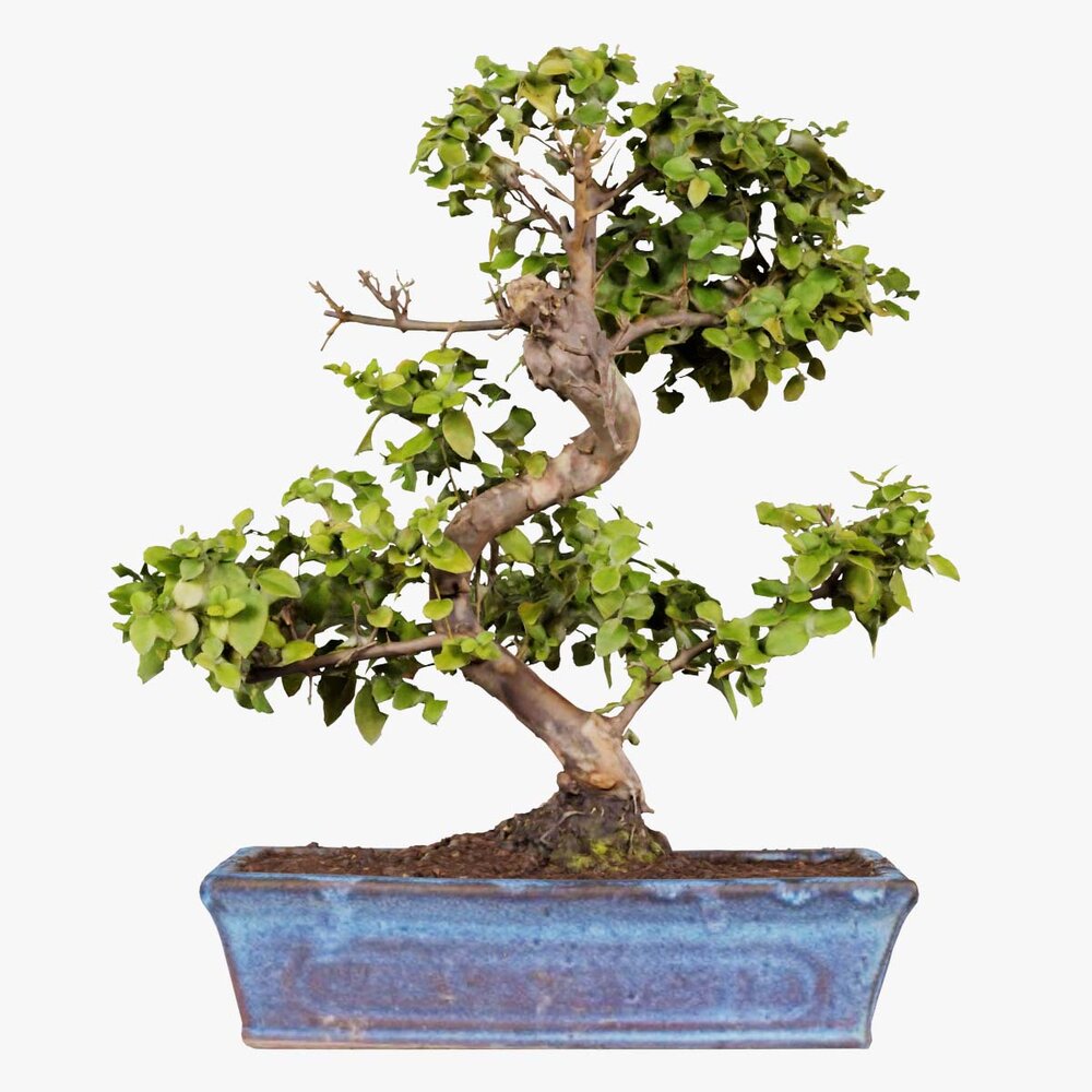 welcher efeu ist winterhart Weißgrüner Efeu Hedera helix 'Glacier' Gartenpflanze Ø9cm kaufen main image 1