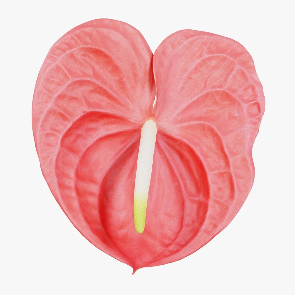 Painters Palette Anthurium Andraeanum Laceleaf 3D model - Download Flowers  on 3DModels.org