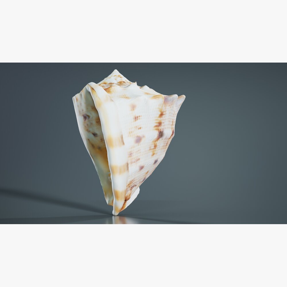 Shell Brown 3D 모델 - 다운로드 절지동물 on 3DModels.org