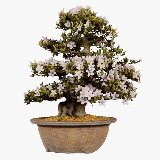 Bonsai tree 3D Models Download - 3DModels.org