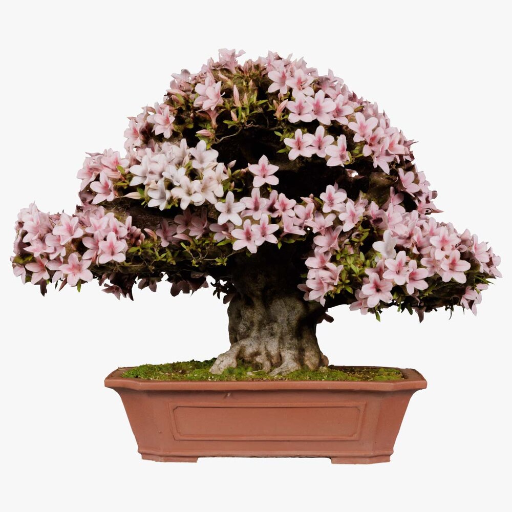 Satsuki Asalea Lysrosa Rhododendron Indicum Bonsai Tre 3D-modell - Last ned  Trr p 3DModels.org