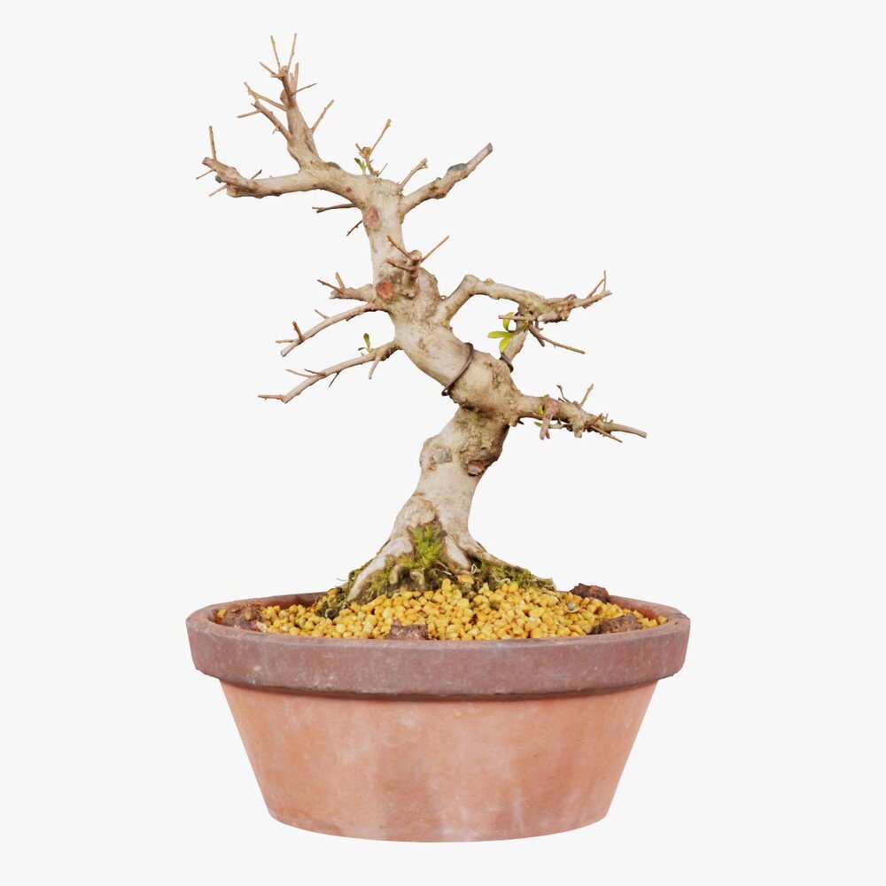 Satsuki Hi No Maru Bonsai Trd 3D-modell - Ladda ner Trd p 3DModels.org