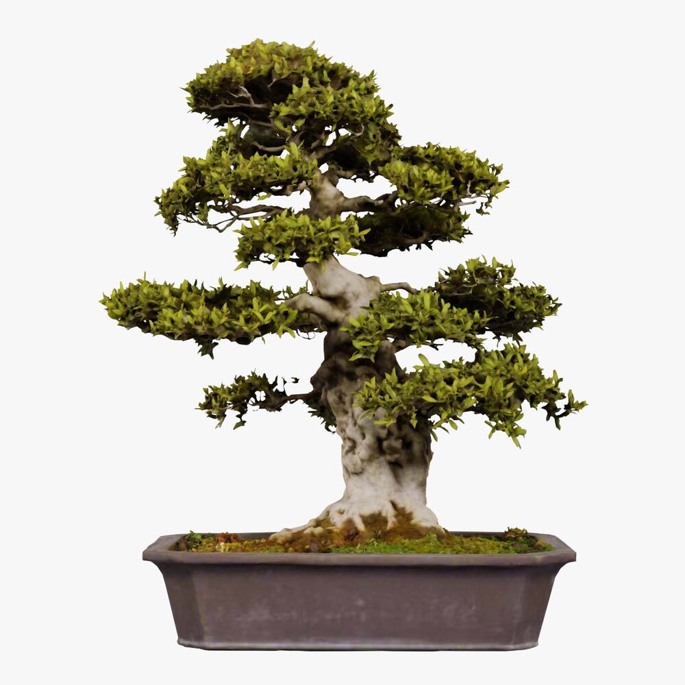 sage bonsai Bonsai Sageretia - House Plants - Plant Shop main image 0