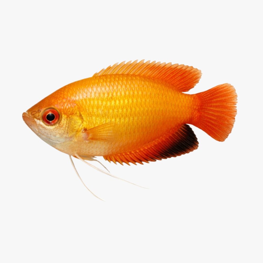 honey-gourami-male-3d-model-3dmodels