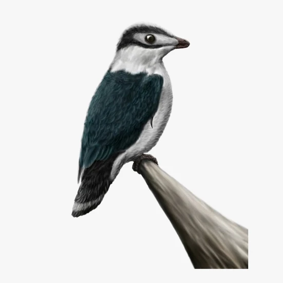 Iberomesornis 3D model