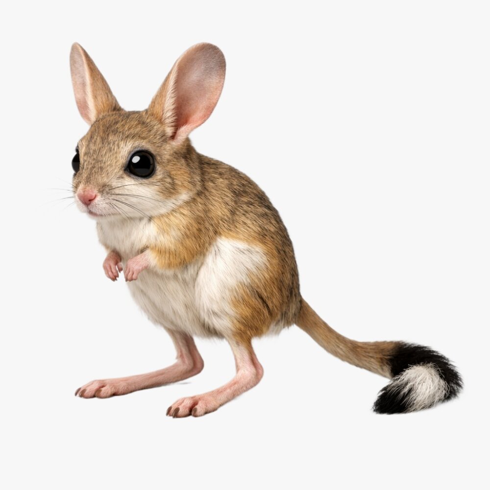  ♡ Jerboa Jerboa 3D model - 3DModels.org