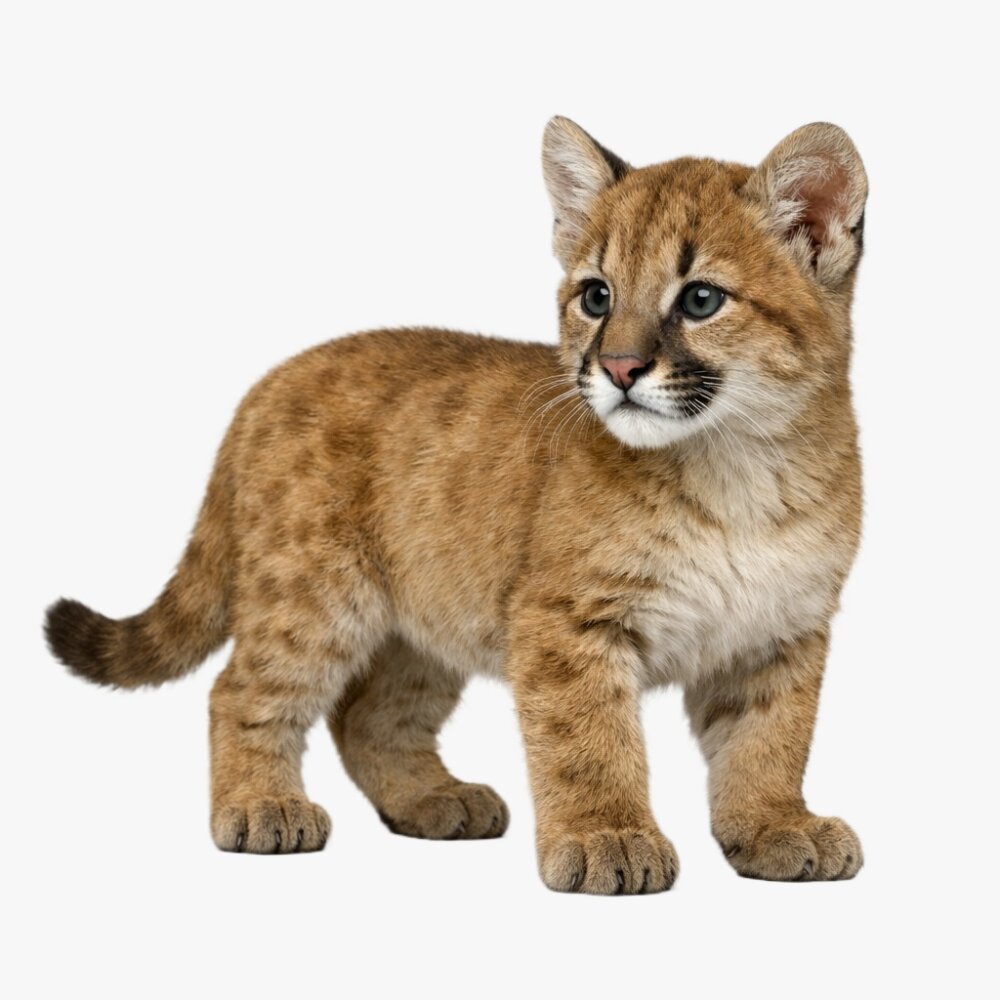 Puma Cub 3D model - 3DModels.org