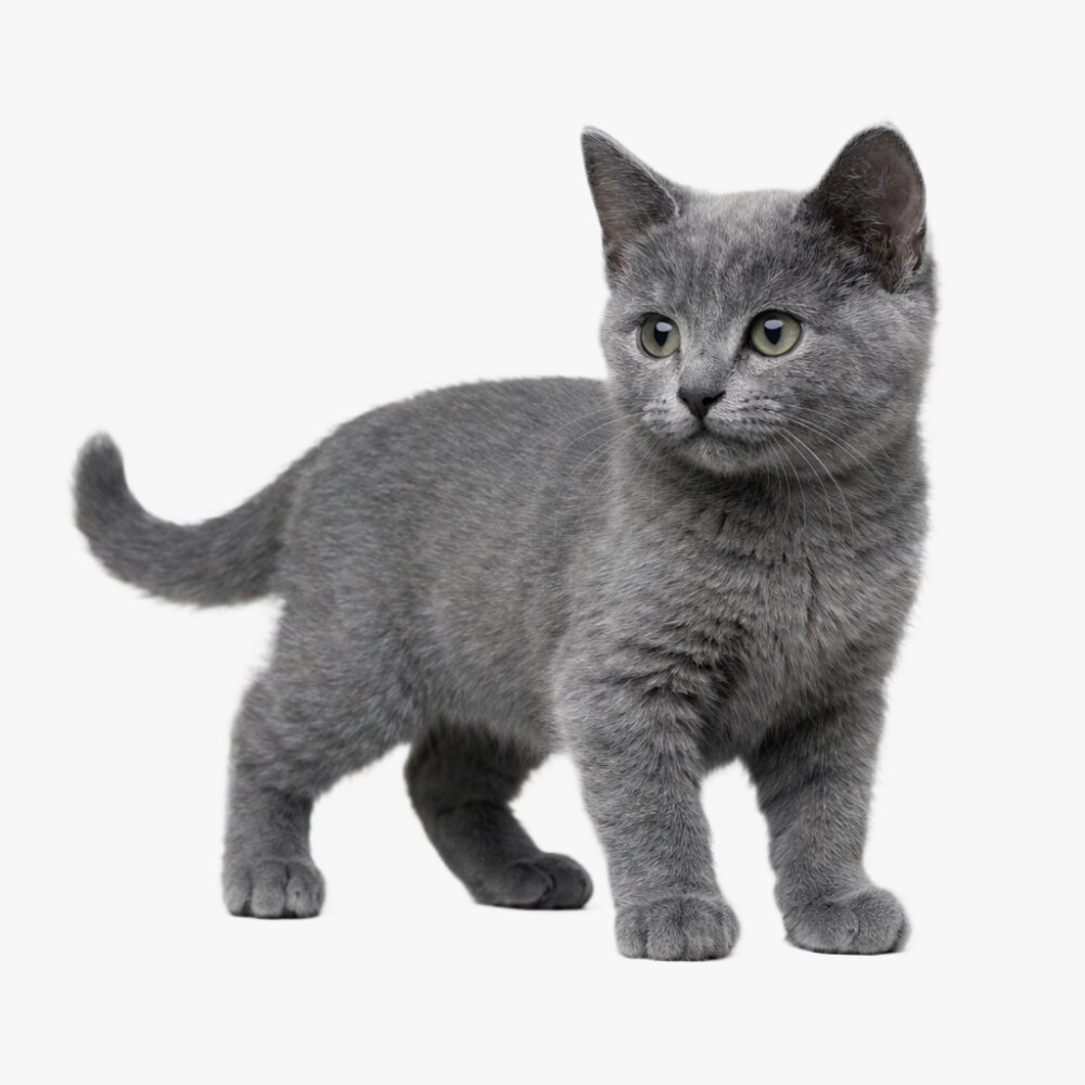 ロシアンブルー ロシアンブルーの子猫 3Dモデル - 3DModels.org